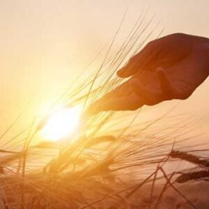 th_biopesticides